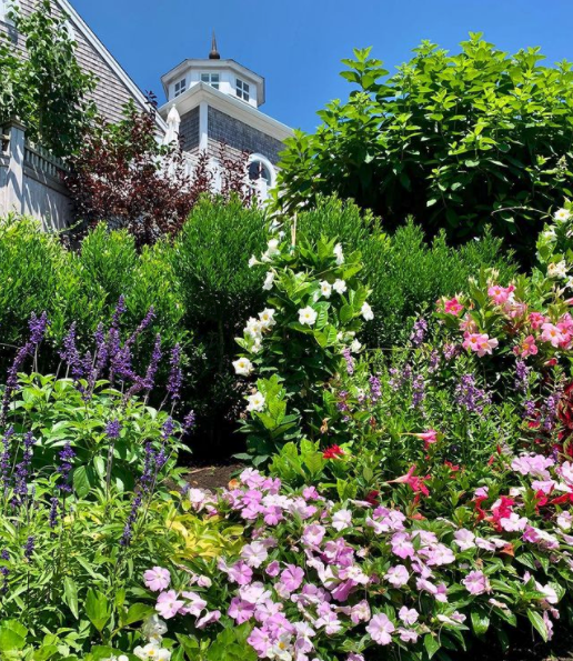 Beautiful flower blooms on Wequassett property