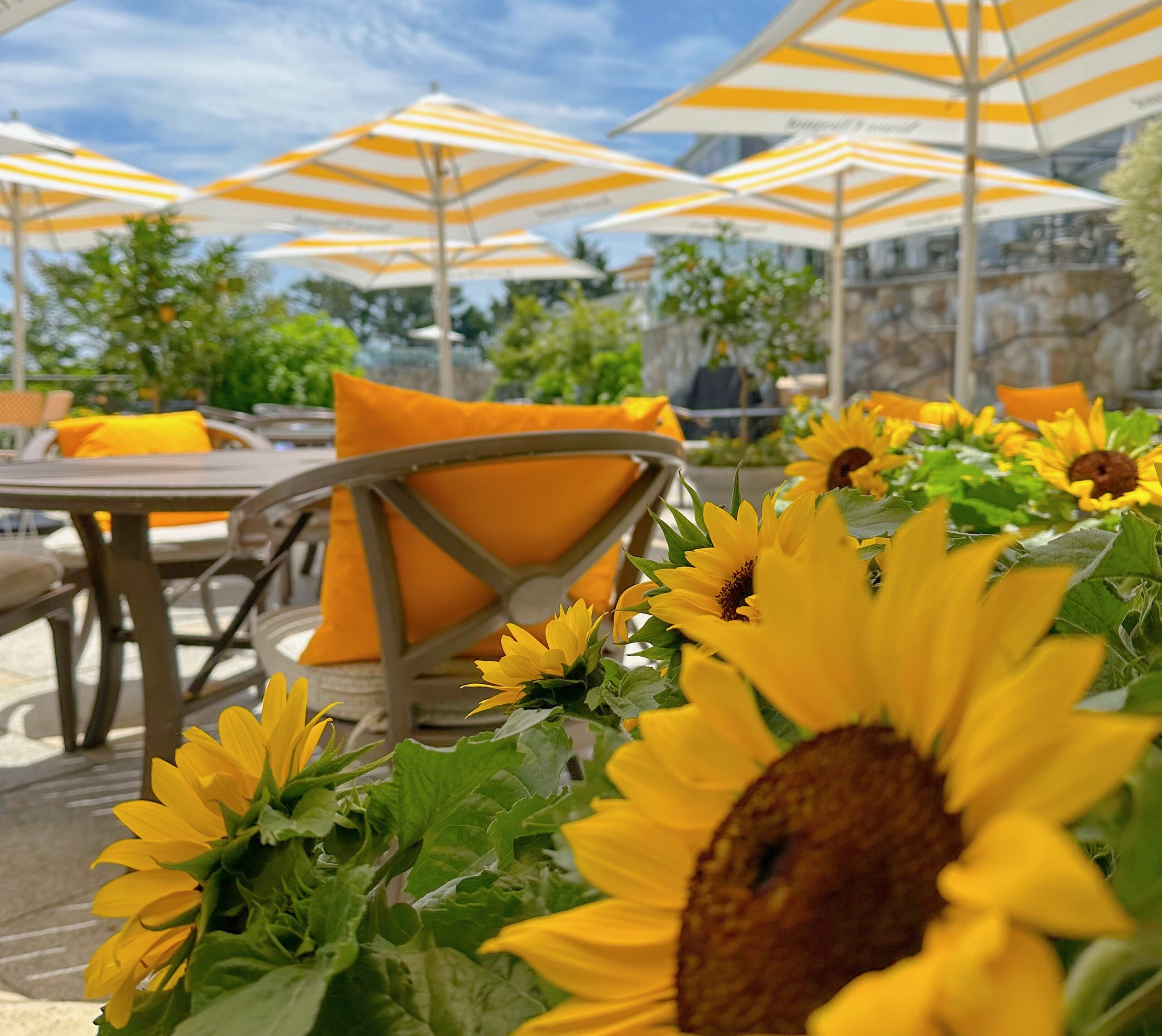 Outdoor seating area at The Verandah with yellow cushions, wooden tables, and white umbrellas. Yellow sunflowers in the foreground.