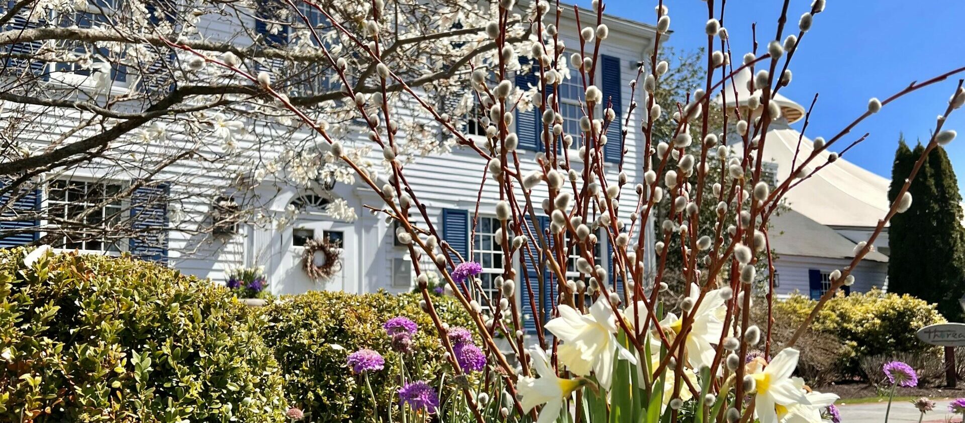 A garden with blooming flowers, including pussy willows, in front of a white house with blue shutters and a wreath on the door on a clear day.