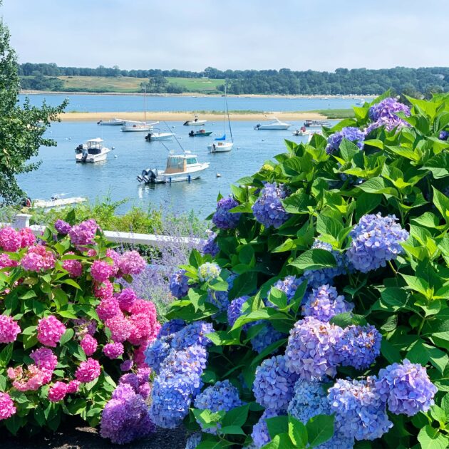 Colorful hydrangeas in the foreground with a view of a serene bay featuring several moored boats and a distant green shoreline under a clear blue sky.